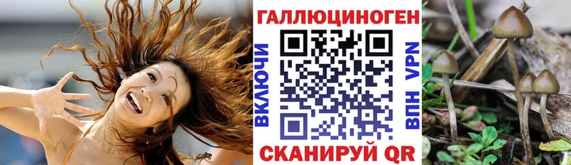 МЕГА   Апшеронск  Галлюциногенные грибы Psilocybine cubensis 